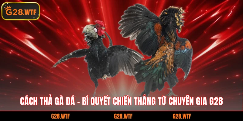 cách thả gà đá