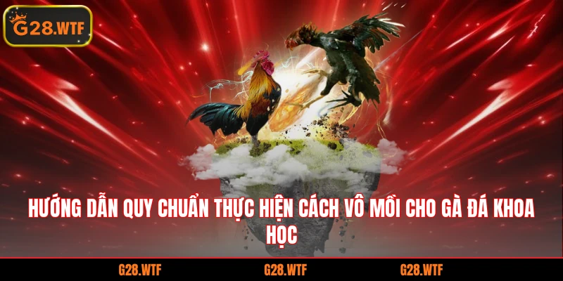 Hướng dẫn quy chuẩn thực hiện cách vô mồi cho gà đá khoa học